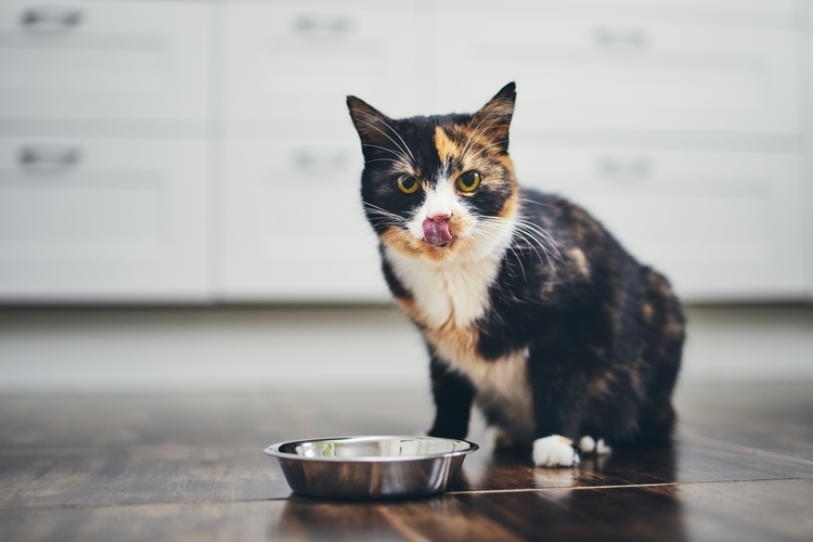 Cat eating from a bowl Cat eating from a bowl