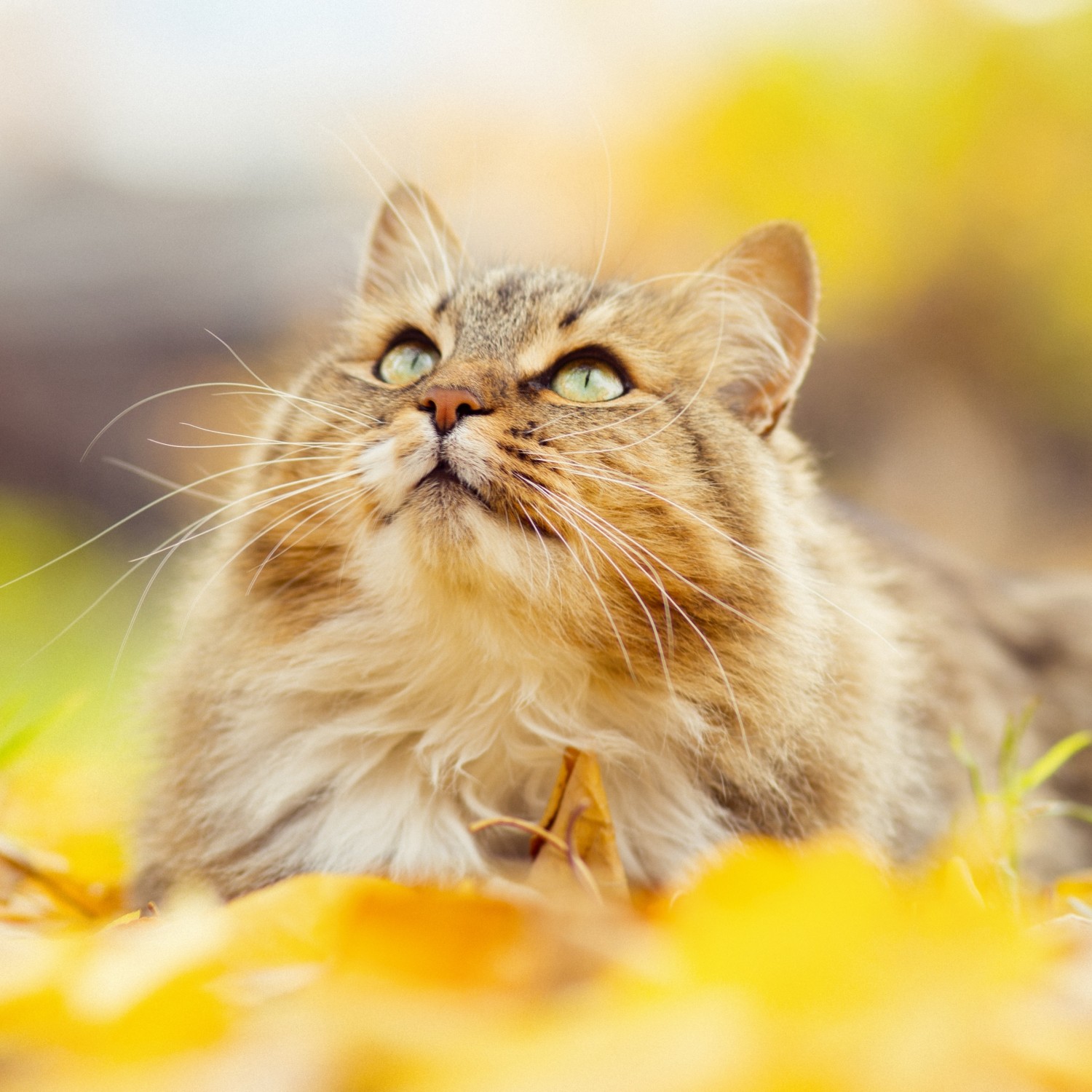 Blue eye cat