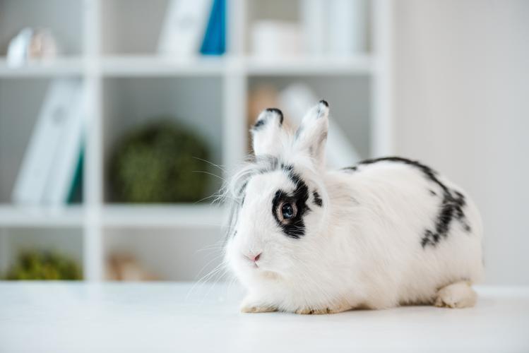 Rabbit Rabbit