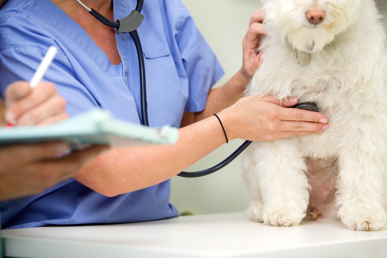 Senior dog getting a checkup Senior dog getting a checkup
